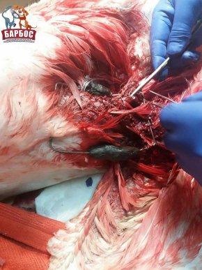 В Ужгороді рятували лебедя, над яким познущалися невідомі – 04