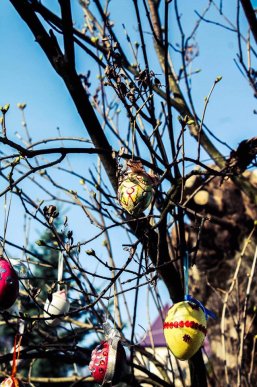 У Мукачеві з’явилося писанкове дерево – 02