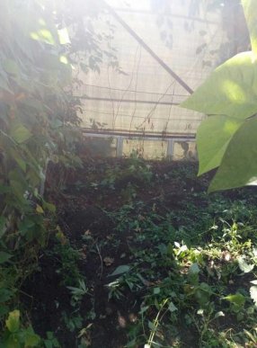 Закарпатець вирощував у теплиці плантацію конопель – 05