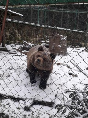 Як на Закарпатті ведмеді радіють снігу: оприлюднено відео – 01