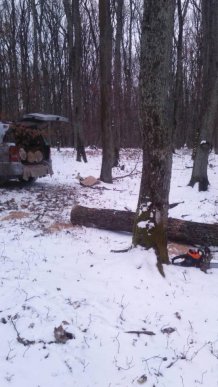 Лісівники Ужгородщини затримали крадіїв «шахтинських дубів» – 02