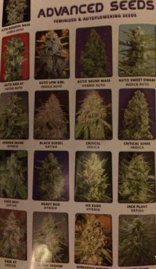 У Мукачеві патрульні виявили у помешканні велику кількість "білого золота" – 04