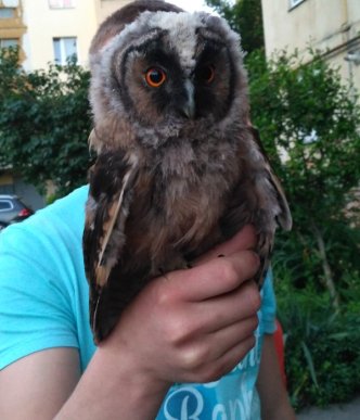 Як ужгородці маленьких совенят рятували – 03