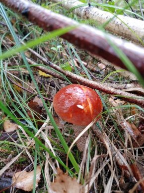 Грибний сезон на Закарпатті: в яких районах вже збирають гриби – 09 Грибний сезон на Закарпатті: в яких районах вже збирають гриби – 09