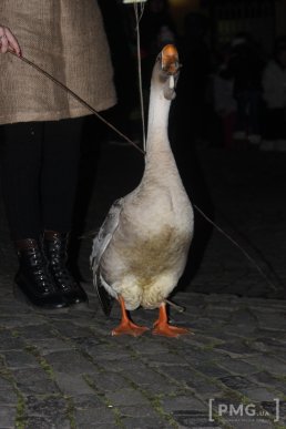 Мукачівці урочисто відсвяткували День святого Мартина – 07