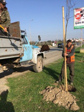 В Ужгороді висадили ще майже 200 дерев – 01