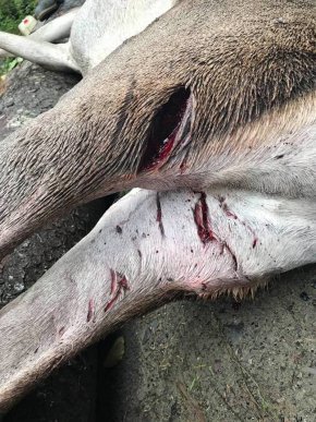 На Закарпатті ведмідь наробив біди? – 01