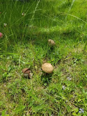 Грибний сезон на Закарпатті: відомо, в яких районах уже збирають лісові трофеї – 09