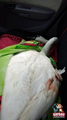 В Ужгороді рятували лебедя, над яким познущалися невідомі – 02