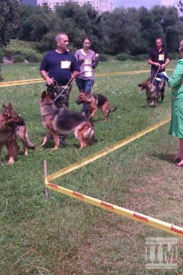 На міській набережній Мукачева провели вже традиційну виставку собак (ФОТО) – 06