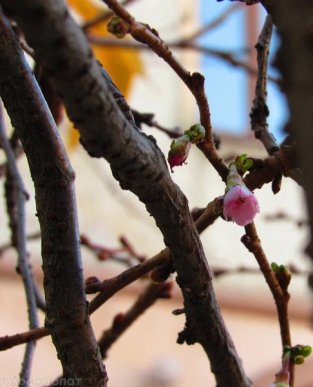 Природна аномалія: у Мукачеві в листопаді зацвіла сакура – 03