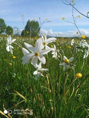На Закарпатті почали масово квітнути нарциси: як виглядає знаменита Долина – 06
