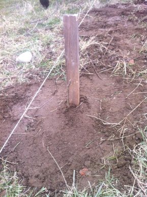 У Калинах та Кривому на Тячівщині саджали горіхи – 01