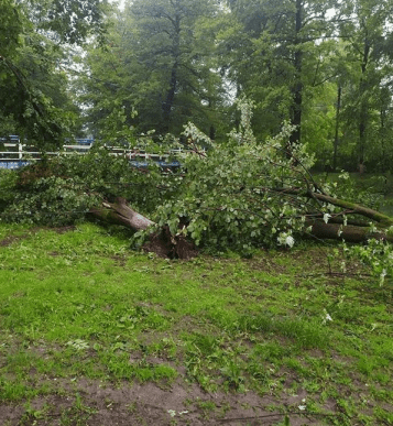 Шквальний вітер та вивернуті з корінням дерева: Тячівщиною пройшовся буревій – 03