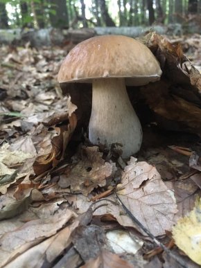 Грибний бум на Закарпатті: де зараз збирають найбільше грибів – 28