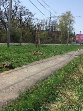 В Ужгороді висадили ще майже 200 дерев – 05