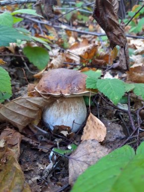 Знайшли 35 кг: закарпатці хизуються грибним врожаєм – 12