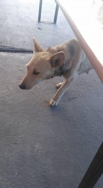 У Берегові невідомі познущалися з собаки – 03