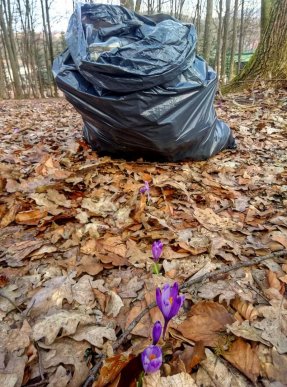У мережі показали шафранові поляни, які встелені сміттям – 05