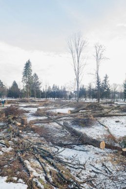 Мукачівці шоковані вирубкою парку "Перемоги" у місті (ФОТО) – 08