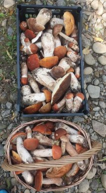 Закарпатка назбирала 14 кошиків грибів – 02