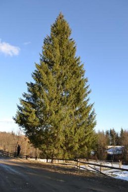 В Ужгороді почали встановлювати головну ялинку області – 05