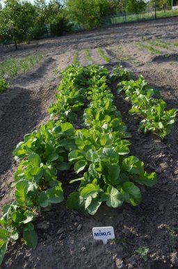 У Мукачеві можливо з’являться еко-дитсадки європейського типу – 13