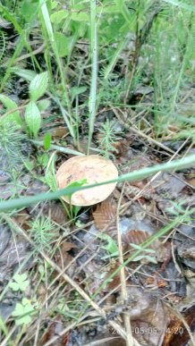 Грибний сезон: закарпатці в соцмережах діляться фотографіями із тихого полювання – 07
