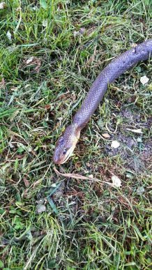 На Закарпатті виявили майже 3-метрову змію, – соцмережі – 02