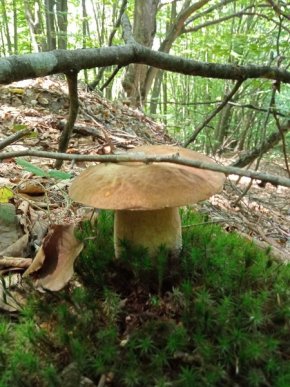 У кількох районах Закарпаття вже збирають гриби – 05