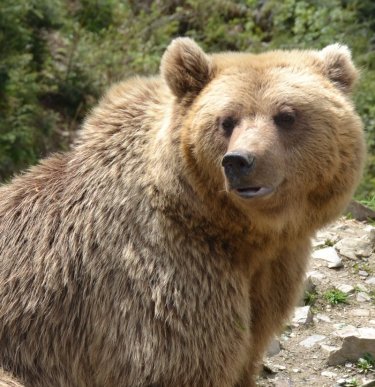З’являється "ведмежий апетит": у Центрі реабілітації бурих ведмедів вже готуються до зими – 02 З’являється "ведмежий апетит": у Центрі реабілітації бурих ведмедів вже готуються до зими – 02