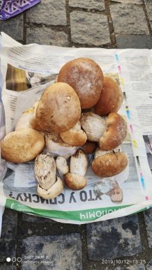 Користувачі соцмереж діляться фотографіями гігантських грибів – 05