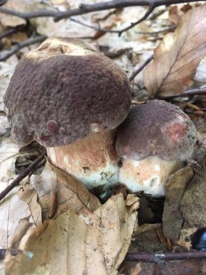 Грибний бум на Закарпатті: де зараз збирають найбільше грибів – 31