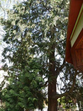 В Ужгороді чиновники посадили два екзотичні дерева – 08