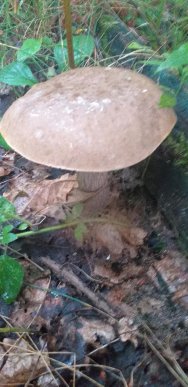 Тихе полювання: де на Закарпатті вже збирають гриби – 05