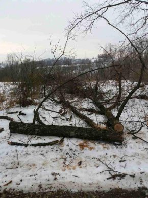 Невідомі зрізали кілька дерев та залишили лісівникам на місці злочину записку із погрозами – 04