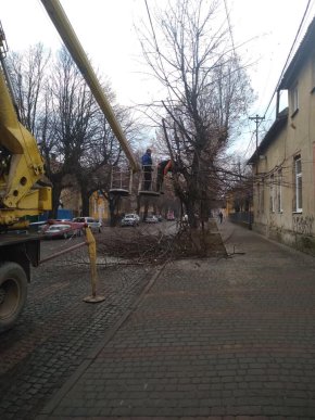 У центральній частині Мукачева обрізають дерева – 05
