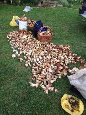 У мережі набирають популярності світлини великої кількості грибів, зібраних у Карпатах – 03