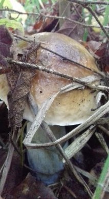 У лісах Закарпаття збирають щедрий грибний урожай – 33