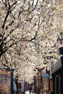 Вишні, магнолії, сакури: із кожним днем в Ужгороді квітне дедалі більше дерев – 08