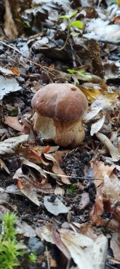 Закарпатці діляться світлинами своїх грибних знахідок – 08