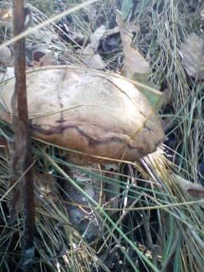 Закарпатці потрохи відкривають грибний сезон: опубліковано фото – 04