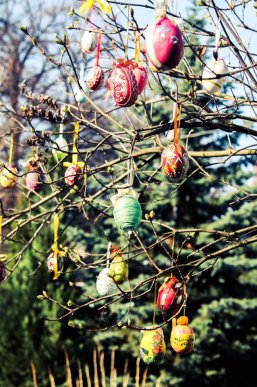 У Мукачеві з’явилося писанкове дерево – 08