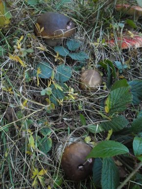 У лісах Закарпаття збирають щедрий грибний урожай – 35