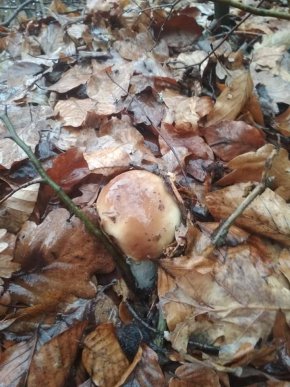 Зима грибам не перепона: закарпатці хизуються щедрим грибним "уловом" – 03