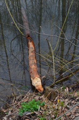 На Рахівщині помітили рідкісних тварин – 03