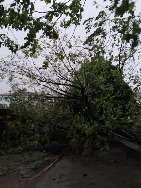 У Мукачеві шквальний вітер повалив дерева  – 04