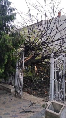 У Мукачеві шквальний вітер повалив дерева  – 07