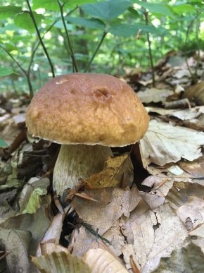 Грибний бум на Закарпатті: де зараз збирають найбільше грибів – 29