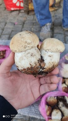 Користувачі соцмереж діляться фотографіями гігантських грибів – 02